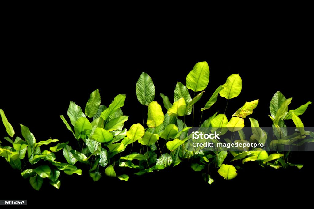 Large green leaf plant in black background Green tropical plant over black Admiration Stock Photo