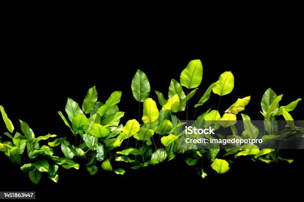 Large Green Leaf Plant In Black Background Stock Photo - Download Image Now - Admiration, Aspirations, Beauty