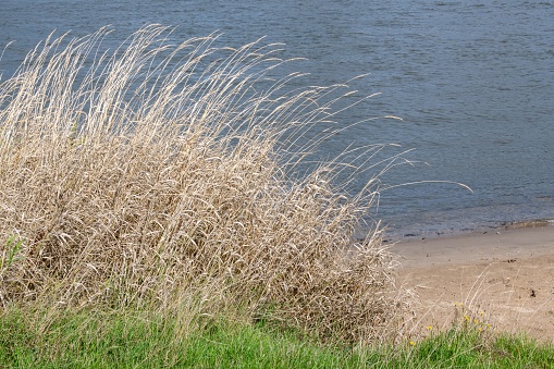 The view of dry Switchgrass at the beach on a sunny day