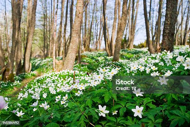 Anémona Foto de stock y más banco de imágenes de Aire libre - Aire libre, Anemone Narcissino, Anémona de jardín