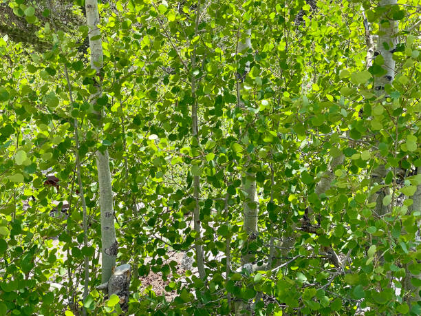 bosquet printanier de trembles chatoyants - southern beech photos et images de collection