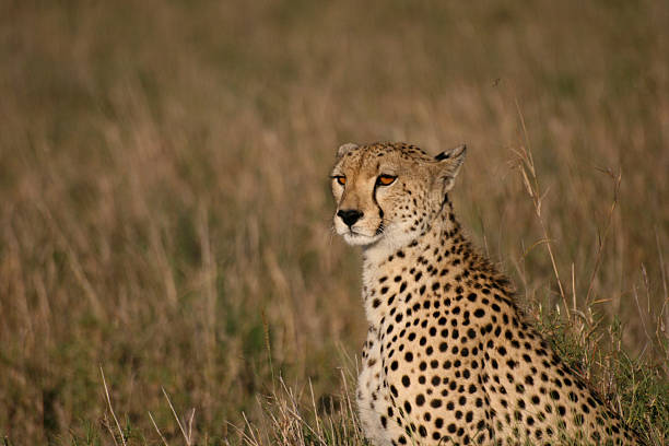 istock Cheetah in the Masai Mara 145186540