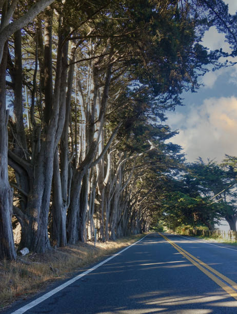 estrada rural rural ladeada por uma longa fileira de ciprestes de monterey - cypress tree tree isolated monterey - fotografias e filmes do acervo