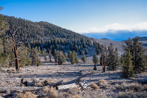 The Ancient Bristlecone Pine Forest is a protected area high in the White Mountains in Inyo County in eastern California. The Ancient Bristlecone Pine Forest is home to the oldest trees in the world, bristlecone pines.
