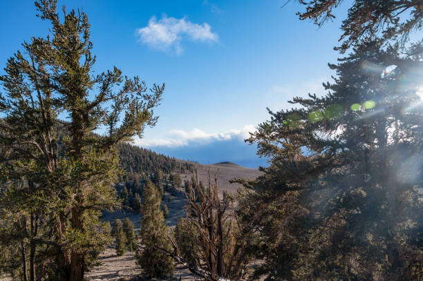 istock Sun shining in the Ancient Bristlecone Pine Forest 1451866377