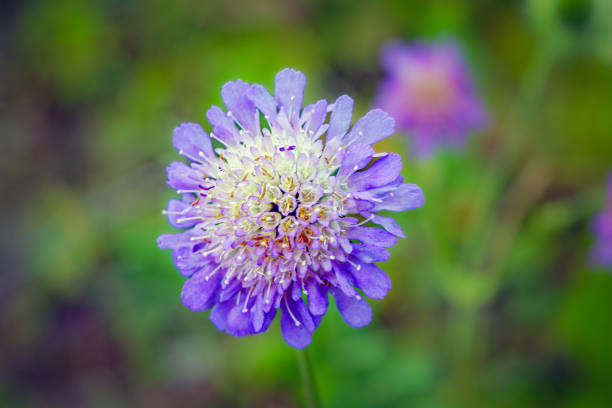 Scabiosa columbaria, Butterfly Blue, Small scabious, perennial herb with dissected leaves and up to 4 cm across lavender blue flower heads. Scabiosa columbaria, Butterfly Blue, Small scabious, perennial herb with dissected leaves. dissected flower stock pictures, royalty-free photos & images
