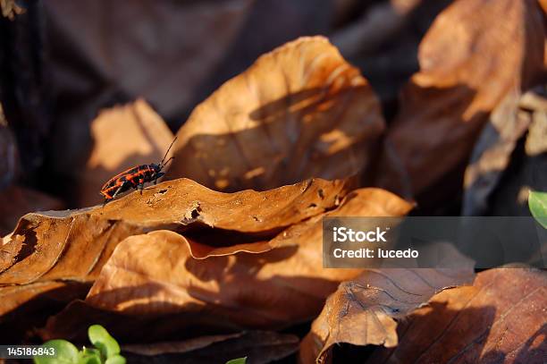 Running Back Bug Running Bug Stock Photo - Download Image Now - Brown, Close-up, Extreme ...