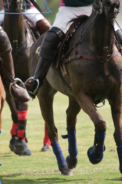 istock Polo Ponies in Action 145186870