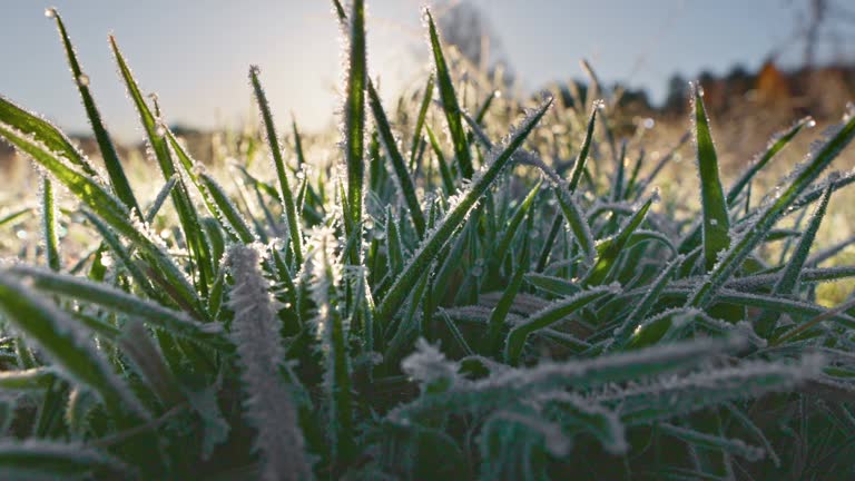 Sun breaks through green grass in the meadow after night with frost.  Particles of ice and frost on the grass after cold night. First frost, winter is coming