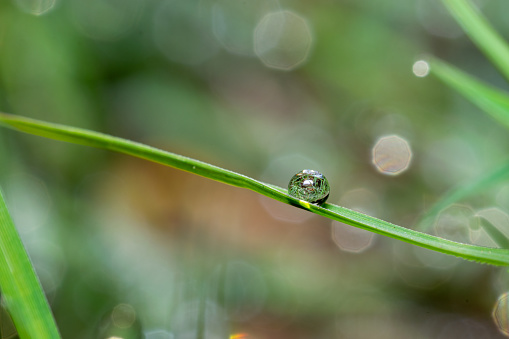 Tiny droplet on grass during winter morning