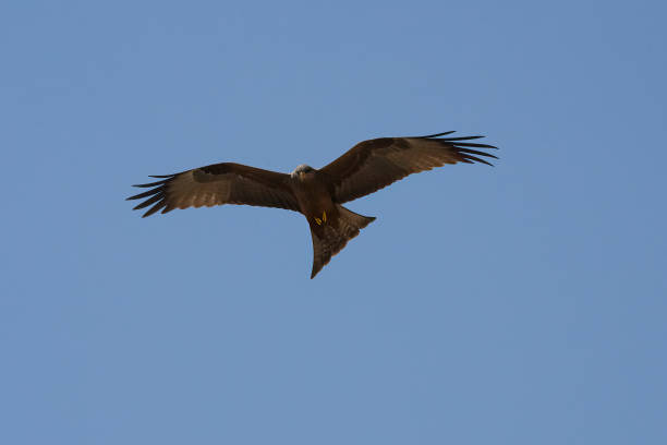 istock A Black Kite at Flight 1451870190