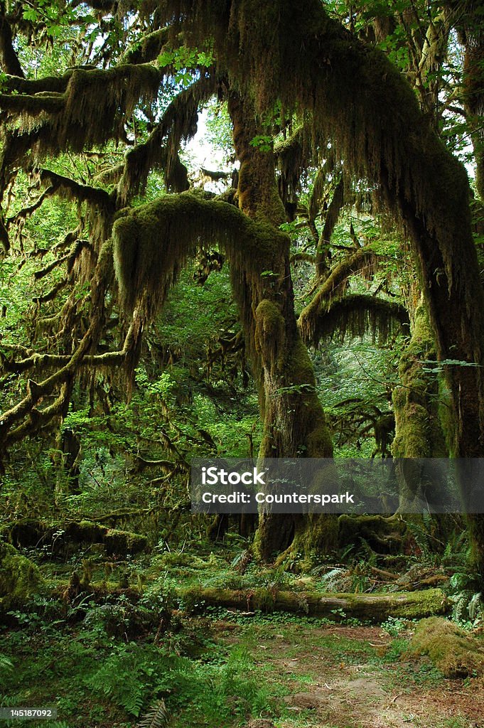 Тропический лес - Стоковые фото Без людей роялти-фри