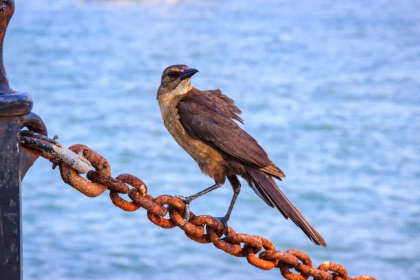 A crow on the rope