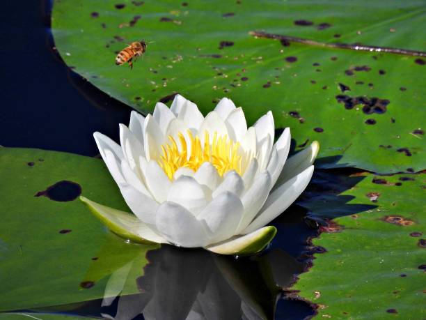 istock Tropical Water Lily (Nymphaea) - white flower floating in a pond with a bee above 1451876446