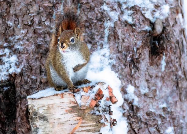 istock American red squirrel (Tamiasciurus hudsonicus) sitting on a birch stump in winter 1451876779