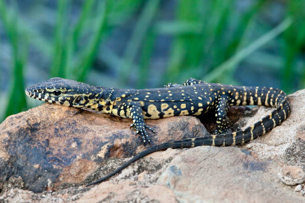 istock VREDEFORT DOME FAUNA: Nile Monitor Lizard 1451878702
