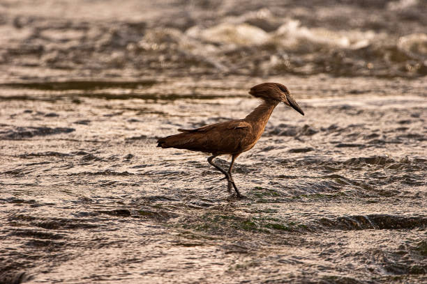 フレデフォート・ドームのストックフォト