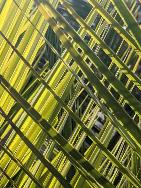 istock Criss-Crossing Leaves and Fronds 1451881112