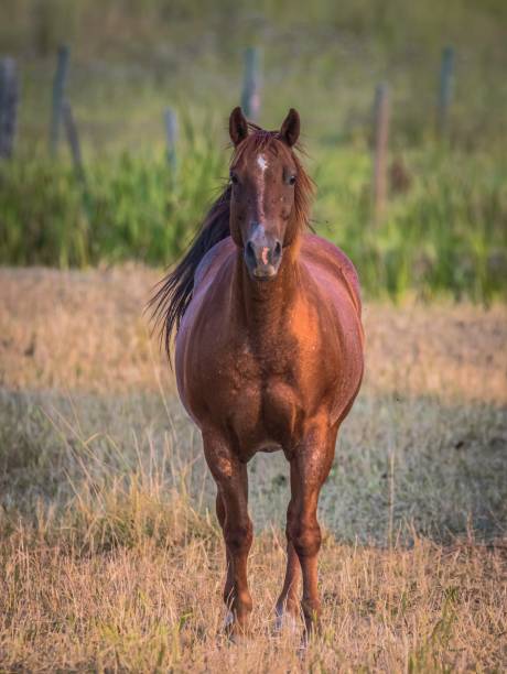 istock Brown horse standing in a meadow 1451881747