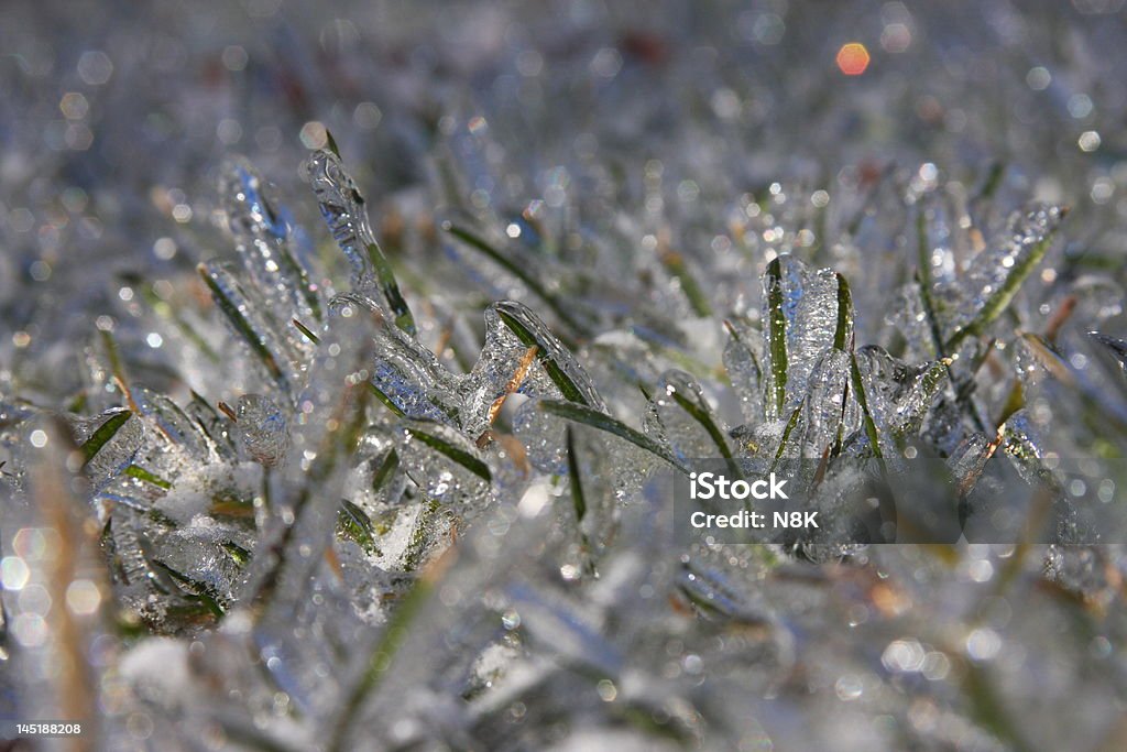 冷凍芝生 - まぶしいのロイヤリティフリーストックフォト