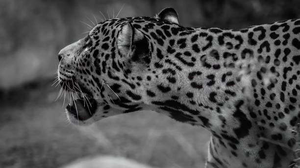 istock Grayscale shot of a leopard roaring 1451882321