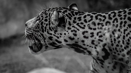 a grayscale shot of a leopard roaring
