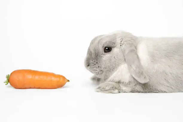 A gray dwarf rabbit lies on a white background with a carrot in the frame. Beautiful lop-eared rabbit.