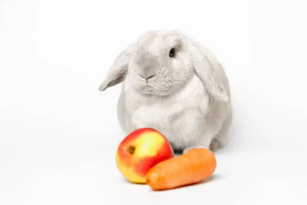 Gray dwarf rabbit on a white background with an apple and a carrot in the frame. Beautiful lop-eared rabbit sitting with raised ear, focus on the rabbit.