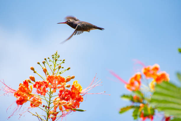 Hummingbird, beautiful hummingbird in flight feeding, natural light, selective focus.