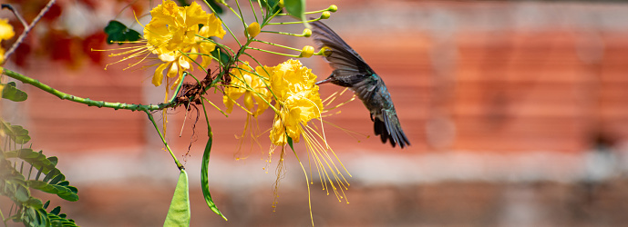 Hummingbird, beautiful hummingbird in flight feeding, natural light, selective focus.