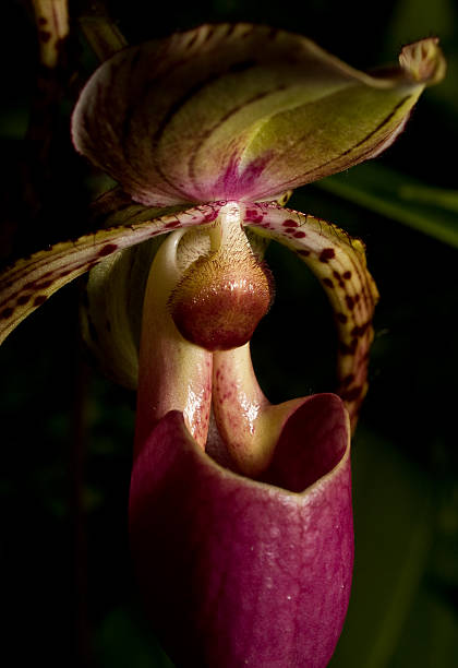 Orchid Close-Up - foto de acervo