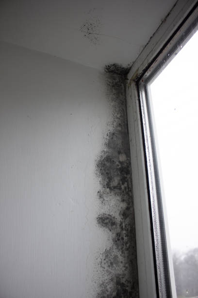 istock Fungus on the window walls, excessive moisture on the windows causes mold in winter. 1451886832