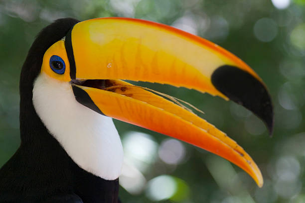 istock Colorful toucan - Ramphastos toco 145188811