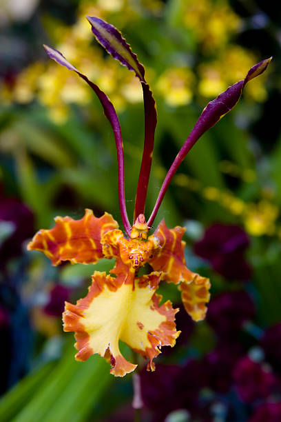 Exotic Orchid stock photo