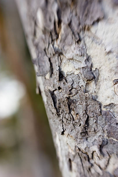 Tree Bark stock photo