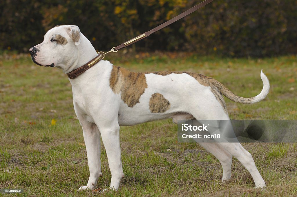 Bela Buldogue americano - Royalty-free Buldogue americano Foto de stock