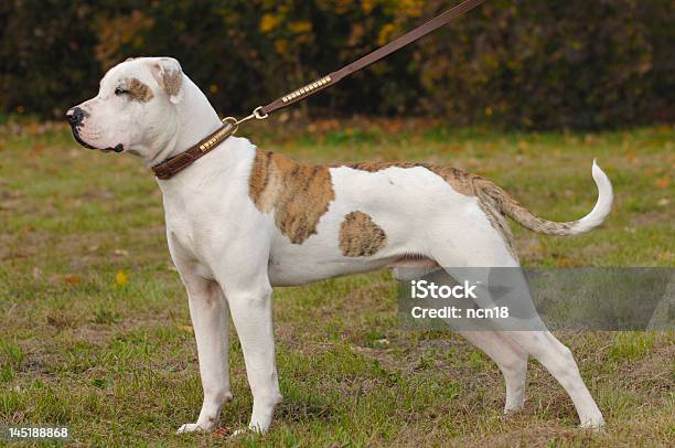 Bela Buldogue Americano - Fotografias de stock e mais imagens de Buldogue americano - Buldogue americano, Animais caçando, Animal