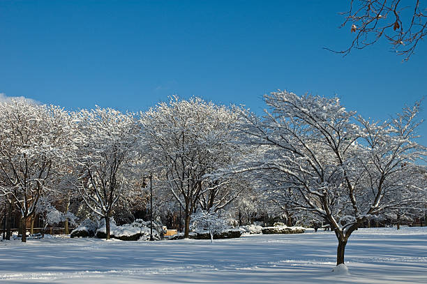 istock Park with snow the day after storm 145188912
