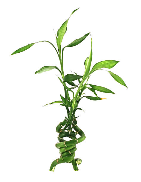 concept of incredible happiness concept of incredible happiness, three branches of a lucky bamboo joined together, all isolated on pure white background, see also: bamboo twist stock pictures, royalty-free photos & images
