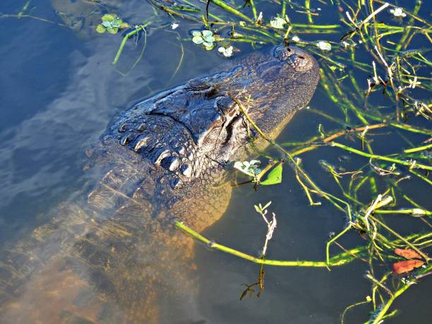 istock American Alligator (Alligator mississippiensis) - young, resting in a lake 1451893061