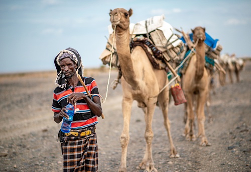Erta Ala, Ethiopia – September 02, 2019: An Ethiopian man with laden camel caravan along the salt flats of Erta Ala