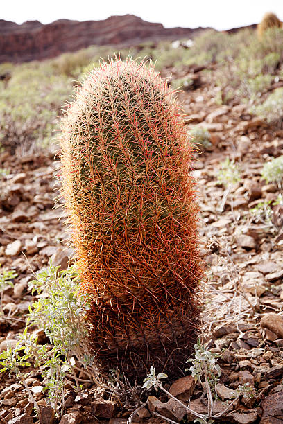 istock The Cactus, Nevada, USA 145189433