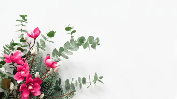 Pink magnolia flowers on fresh eucalyptus and fir twigs. Decorative corner element, flat lay on white background. Copy-space, place for greeting text, greeting, message.