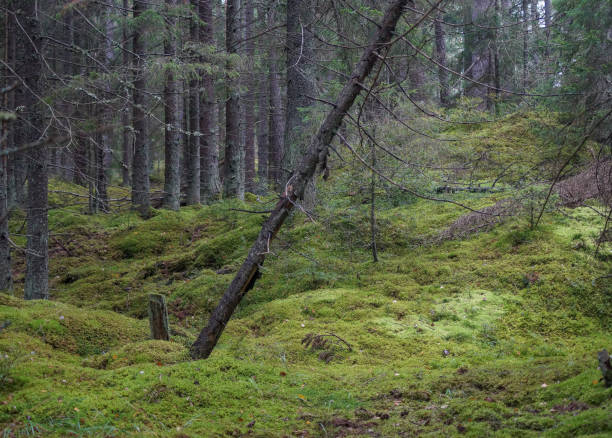 istock Trees growing in forest during the day 1451895164