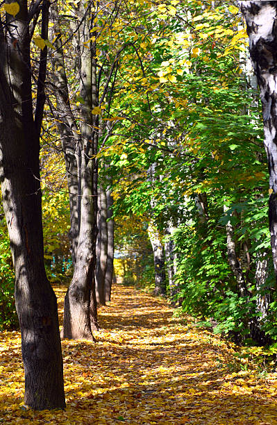 Jesień alley – zdjęcie