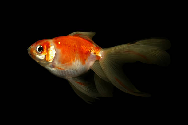 Pesce rosso isolato su sfondo nero - foto stock