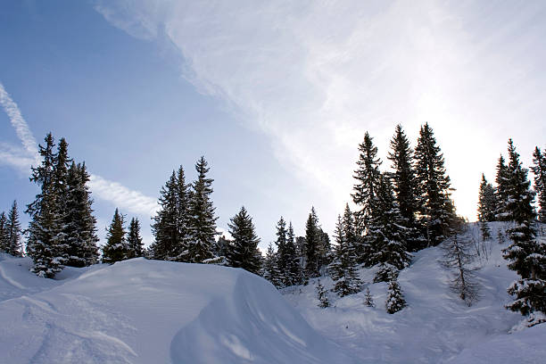 snow covered trees stock photo