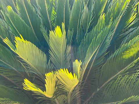 Horizontal closeup photo of a Cycad plant with stiff, evergreen pinnate leaves lit up by the early morning sunshine, growing in a garden in Summer. Mollymook, south coast NSW.