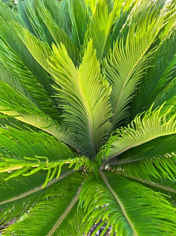 Vertical closeup photo of a Cycad plant with stiff, evergreen pinnate leaves lit up by the early morning sunshine, growing in a garden in Summer. Mollymook, south coast NSW.