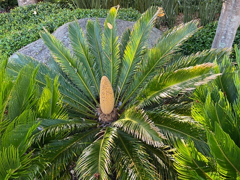Horizontal closeup photo of a Cycad plant with a seed cone and stiff, evergreen pinnate leaves lit up by the early morning sunshine, growing in a garden in Summer. Mollymook, south coast NSW.